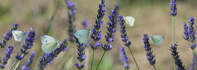 white butterfly on lavender flowers macro photo