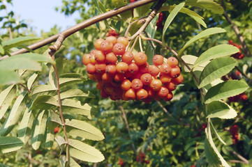 Красная рябина