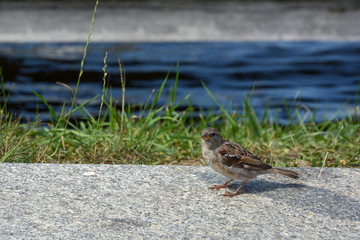 Vogel, Spatz
