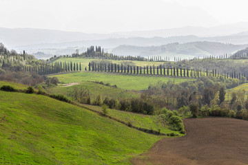 Green hills of Tuscany in spring