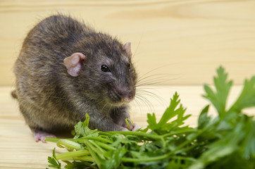 Rat eating parsley.