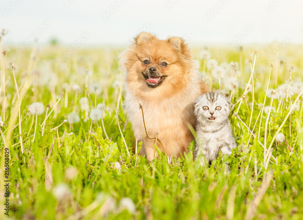 Poster spitz puppy sitting with tabby kitten on a summer grass. space for text