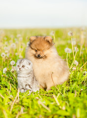 Naklejka na ściany i meble Spitz puppy and tabby kitten sits together on a summer grass