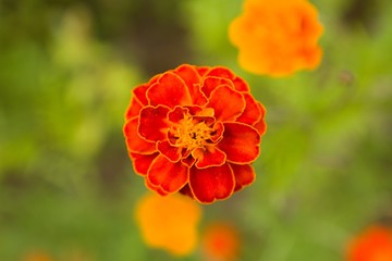 Fototapeta premium Rote und gelbe Blumen