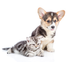 Obraz premium Corgi puppy with scottish tabby kitten looking away. isolated on white background
