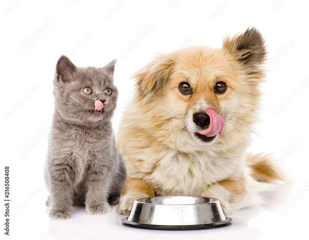 Aufkleber little kitten and licking lips hungry puppy with a empty bowl. isolated on white background