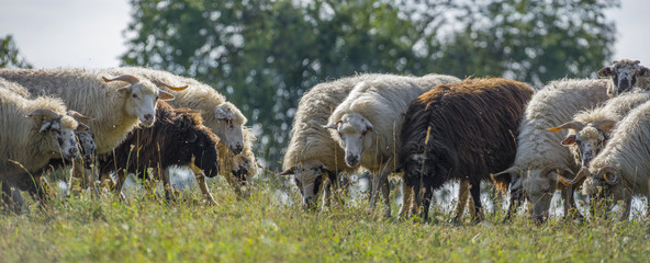 a sheep herd closeup on a meadow