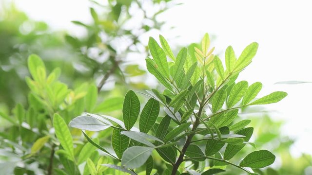 Brazilian pepper tree