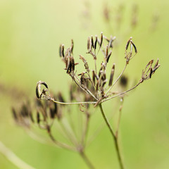 wild plant with ripe seeds on a fluffy inflorescence