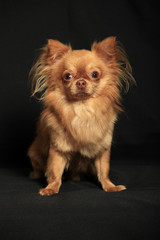 Obraz premium Portrait of a Chihuahua dog on a black background