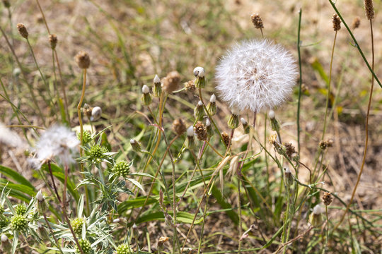 Dandelion in the natural environment. Copy space.