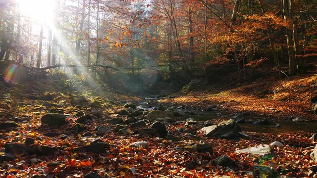 The river in autumn forest and the sun shining through the foliage.
