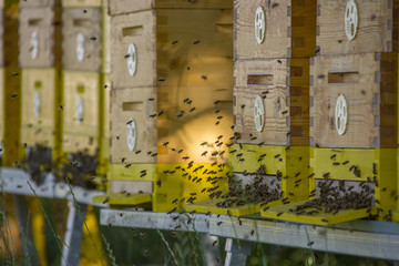 bee hives - bee breeding (Apis mellifera) close up