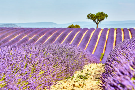 Lavender field. The plateau of Valensole in Provence