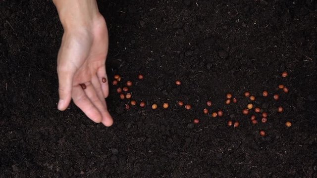 Sowing the seeds , Planting a tree and ECO hologram for save the earth and natural , clean ecology in natural.