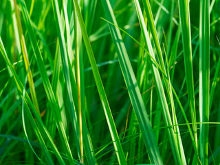 Fresh spring grass on the field, macro - backdrop