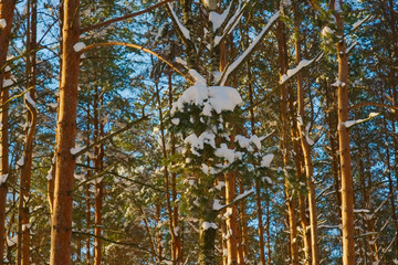 Snow-covered winter forest on a sunny day.