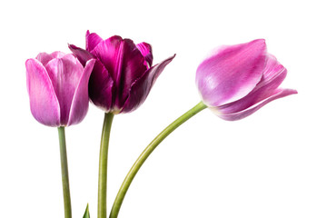 Flower composition with tulips isolated on a white background