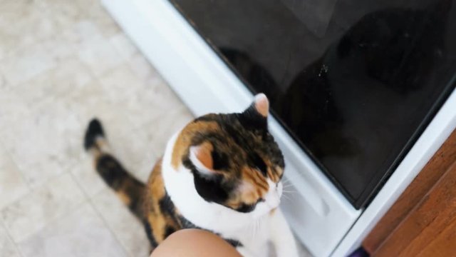 Hungry calico cat standing up on hind legs asking for treat, paws up, adorable cute big eyes for food in kitchen floor by cabinets, intelligent trick