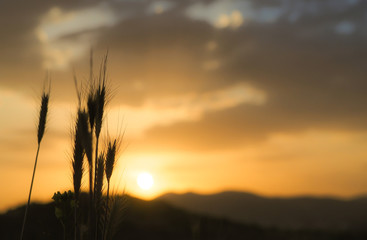 wheat heads and sunrise on farm
