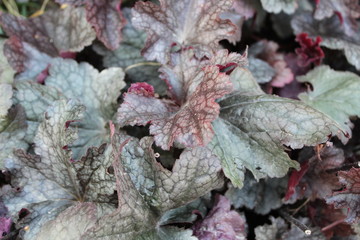 Heuchera
