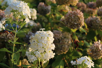 Phlox mit Hortensie