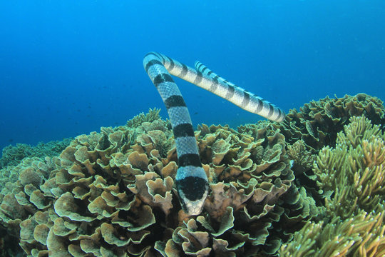 Banded Sea Krait (Snake)