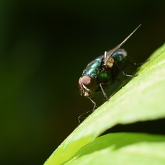 Fototapeta premium Kleine Fliege ganz groß