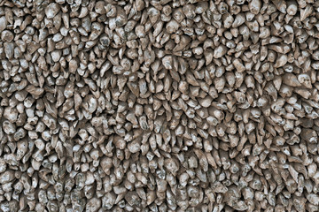 wall made of oyster shells as background and texture