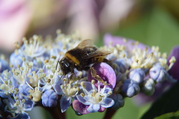 Flei&szlig;ige Hummel