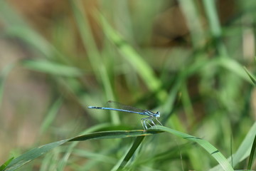 Blau auf Grün