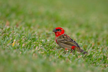 Madagaskarweber (Foudia madagascariensis) auf einer Wiese auf Praslin, Seychellen.