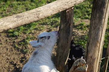 zoo