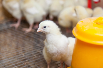 chickens on a small farm 