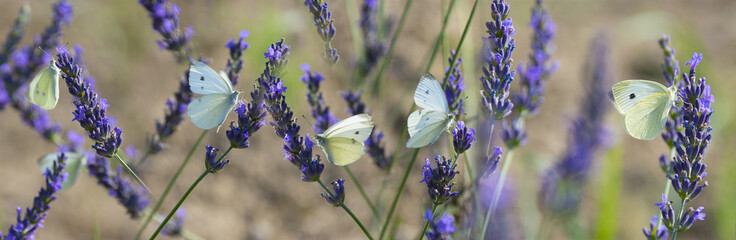 white butterfly on lavender flowers macro photo