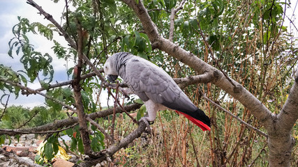 African Grey Parrot perched on branch in park
