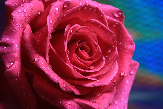 Rose with water drops on petals
