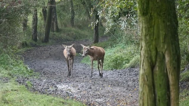 Two wild red deer in forest