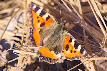 Butterfly hives on the dry grass early in the spring.