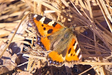 Butterfly hives on the dry grass early in the spring.