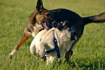 Dogs play with each other. Young pug-dog. Merry fuss puppies. Aggressive dog. Training of dogs. ...