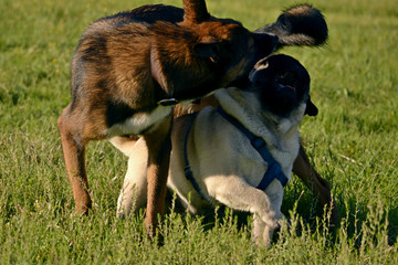 Dogs play with each other. Young pug-dog. Merry fuss puppies. Aggressive dog. Training of dogs. ...