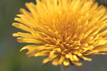 Dandelion close-up.