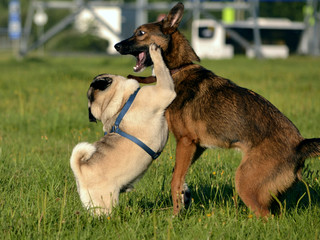 Dogs play with each other. Young pug-dog. Merry fuss puppies. Aggressive dog. Training of dogs.  Puppies education, cynology, intensive training of young dogs.