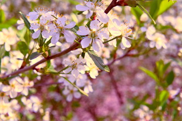 Branches of cherry blossoms.