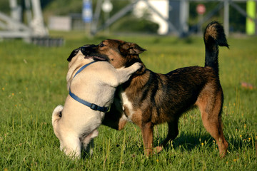 Dogs play with each other. Young pug-dog. Merry fuss puppies. Aggressive dog. Training of dogs.  Puppies education, cynology, intensive training of young dogs.