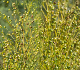 ripe flax on a field close up (linen plant)