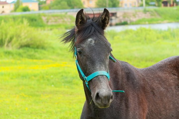 Obraz premium Portrait of a cute brown foal.
