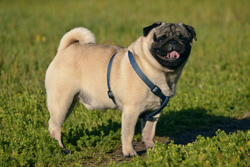 Obraz premium Sunstroke, health of pets in the summer. Young pug-dog. How to protect your dog from overheating.Training of dogs. Young energetic dog on a walk. 