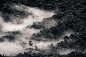 Paesaggio sulla Foresta amazzonica dell'Ecuador